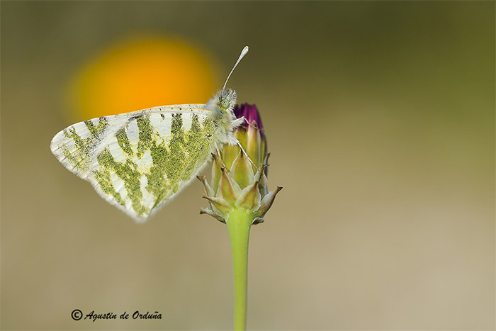 Foto de la mariposa Blanca verdirrayada (Euchloe belemia)