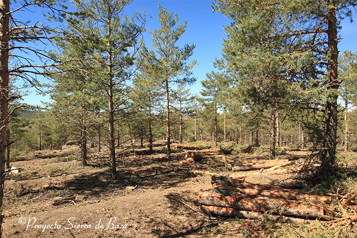 foto de Monte de pinos silvestres y laricios, tras la actuación llevada a cabo en la cuenca alta del Arroyo Balax, en el Parque Natural Sierra de Baza (Granada).