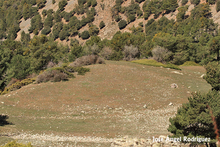 Foto del Hábitat característico de una zona de prados mediterráneos basófilos de alta montaña en la Sierra de Baza