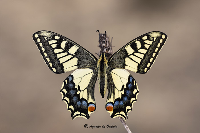Foto de la mariposa Cola de golondrina (Papilio machaon)