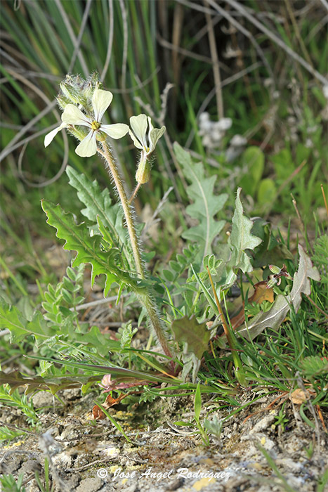 Etnobotánica de la Sierra de Baza: La oruga blanca (Eruca vesicaria)