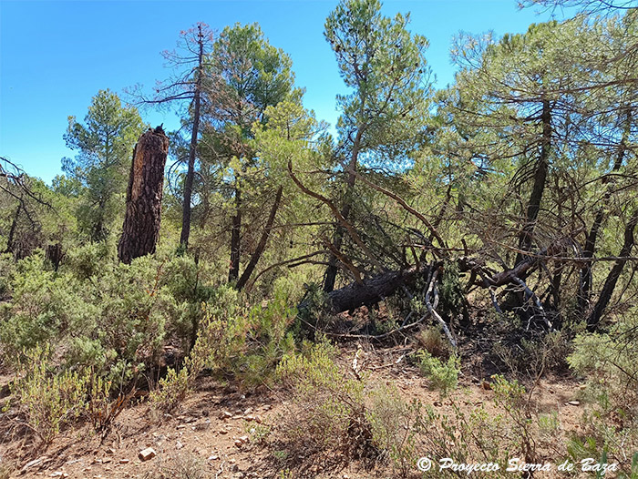 Nuevos estudios ponen de manifiesto la importancia de la presencia de la madera muerta en los bosques