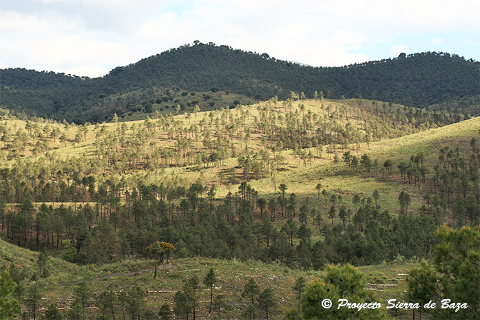 La Junta de Andalucía quiere favorecer la regeneración natural de la vegetación de la Sierra de Baza con actuaciones de protección de los árboles ante la herbivoría