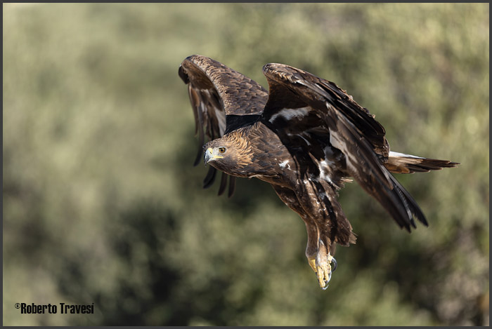 Aves de la Provincia de Granada (V) - Águila real (Aquila chrysaetos)