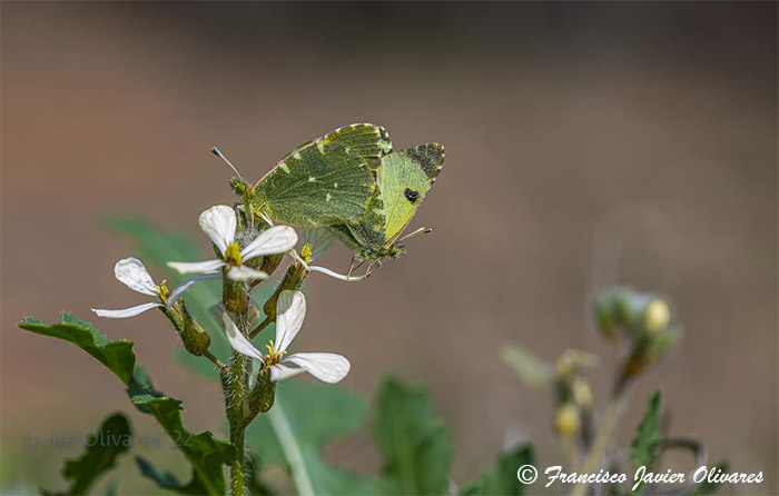 La asociación Zerynthia alerta de los peligros en que se encuentra el hábitat de la mariposa Baza (Euchloe bazae) en Andalucía
