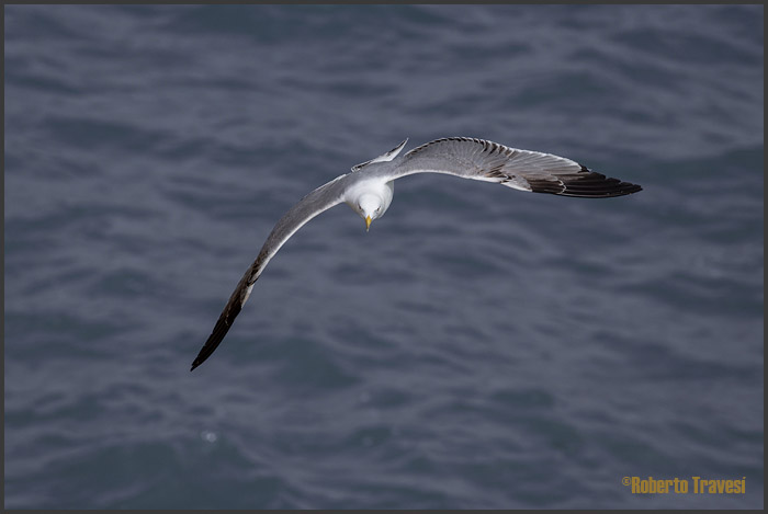 El vuelo de las aves III (Provincia de Granada) - Gaviota patiamarilla (Larus michahellis)