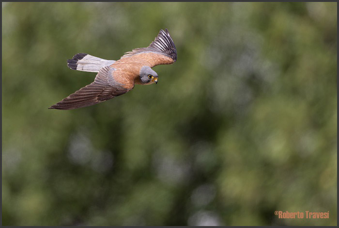 El vuelo de las aves III (Provincia de Granada) - Cernícalo Primilla (Falco naumanni)
