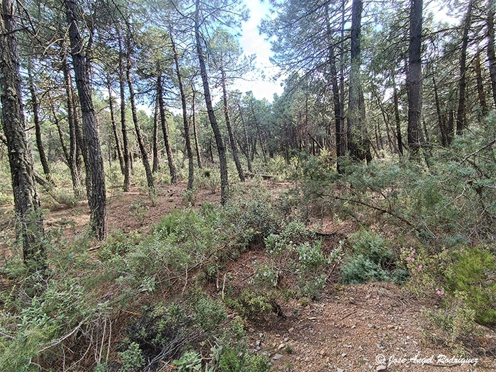 Hábitats de Interés Comunitario del Parque Natural Sierra de Baza y su entorno (XXXV)