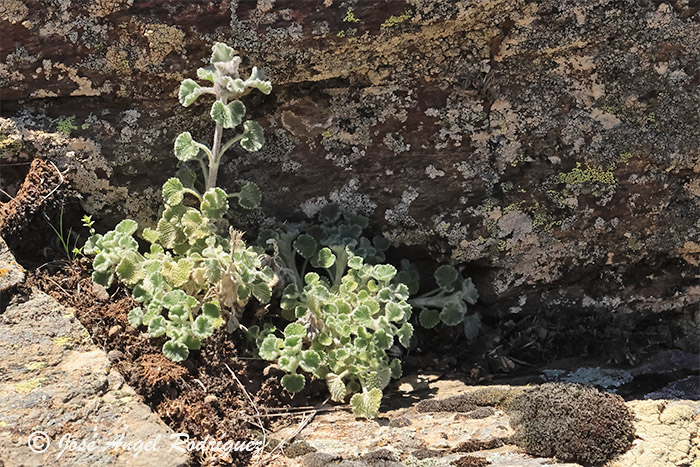 Etnobotánica de la Sierra de Baza: Marrubio nevado (Marrubium supinum)