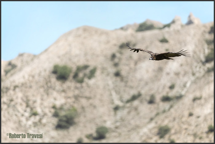 El vuelo de las aves III (Provincia de Granada) - Buitre negro (Aegypius monachus)