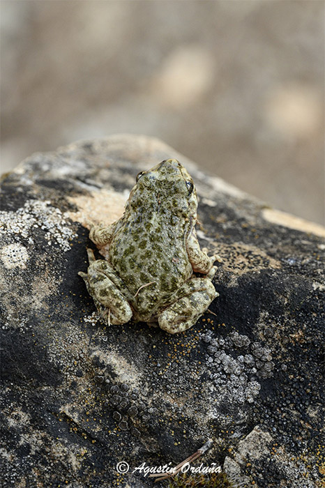 Localizada una nueva población de sapo partero bético en la Sierra de Baza