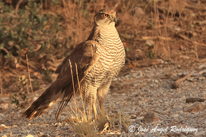 Normativa aplicable en Andalucía para la fotografía y grabación de especies de la fauna amenazadas