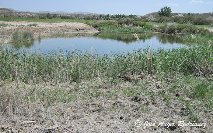 Hábitats de Interés Comunitario del Parque Natural Sierra de Baza y su entorno (XXXIX)