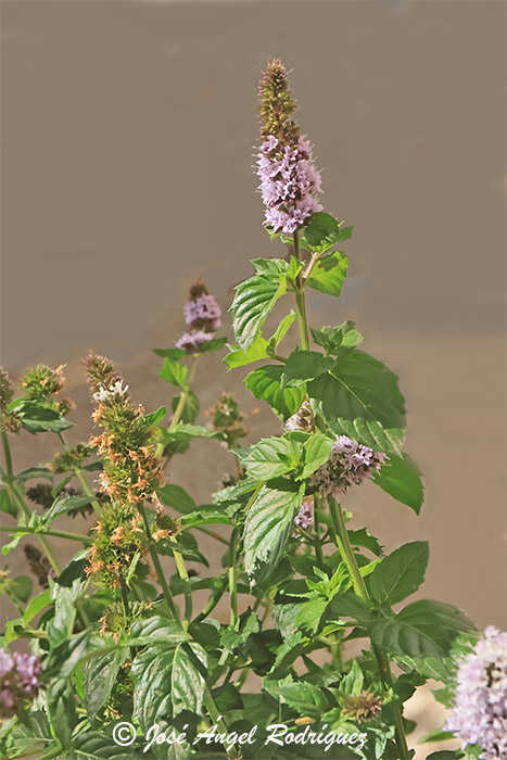 Etnobotánica de la Sierra de Baza: Hierbabuena (Mentha spicata)