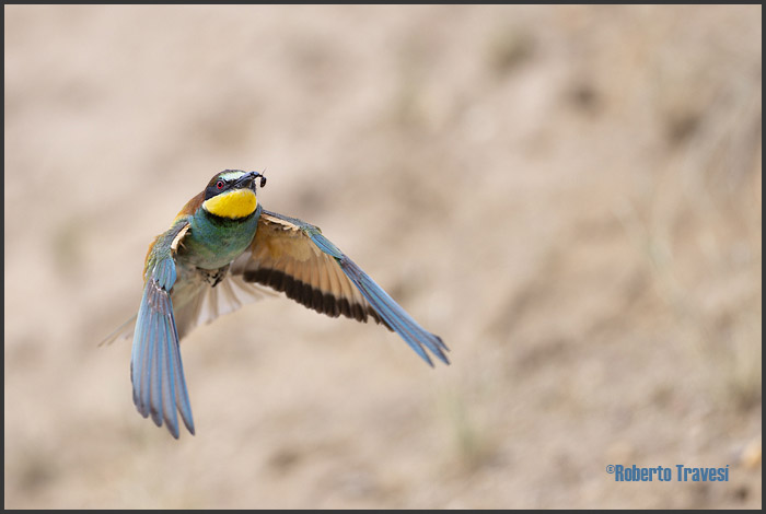 El vuelo de las aves III (Provincia de Granada) - Abejaruco (Merops apiaster)