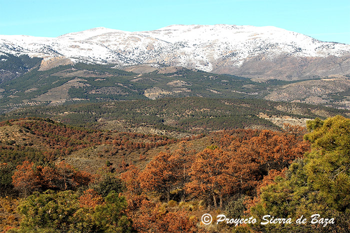 Celebradas las Primeras Jornadas Nacionales sobre el decaimiento forestal en la Península Ibérica