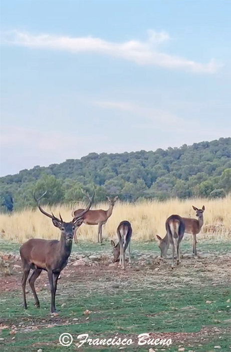 Las generosas lluvias registradas en la Sierra de Baza a finales del verano adelantaron la berrea del ciervo