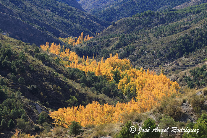 La Sierra de Baza comienza a vestirse de otoño