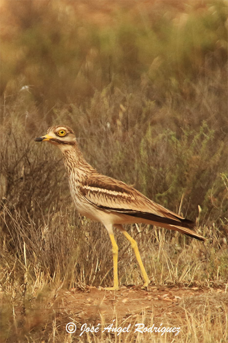 Curiosidades ornitológicas: Más de 600 especies de aves se han extinguido en la Tierra desde que apareció el hombre