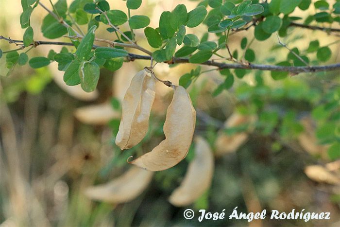 Etnobotánica de la Sierra de Baza: Espantalobos (Colutea arborescens) 