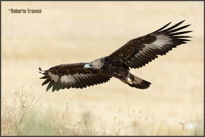 El vuelo de las aves III (Provincia de Granada) - Águila real (Aquila chrysaetos)