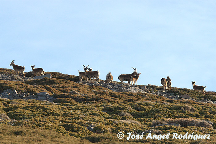 Curiosidades de la naturaleza: el celo de la cabra montés