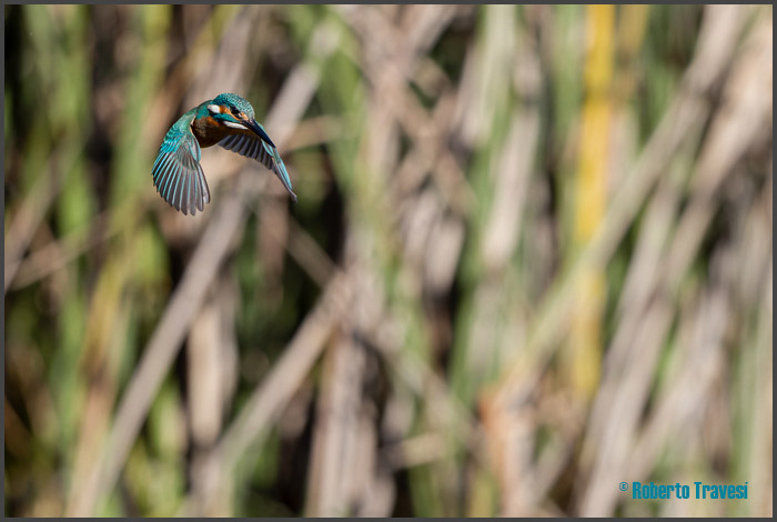 El vuelo de las aves IV (Provincia de Granada) - Martín pescador (Alcedo atthis subsp. atthis)