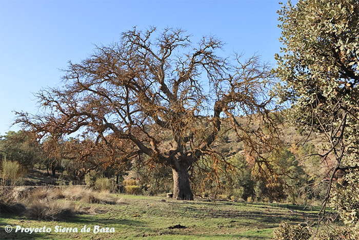 El decaimiento forestal en el Parque Natural Sierra de Baza también está afectando a las encinas