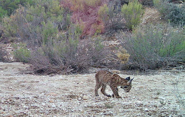 Nacen los dos primeros cachorros de lince ibérico en el Área de Reintroducción de Sierra Arana en Granada