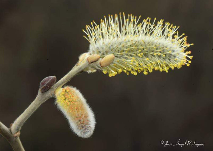 Etnobotánica de la Sierra de Baza: Sauce cenizo (Salix atrocinerea) 