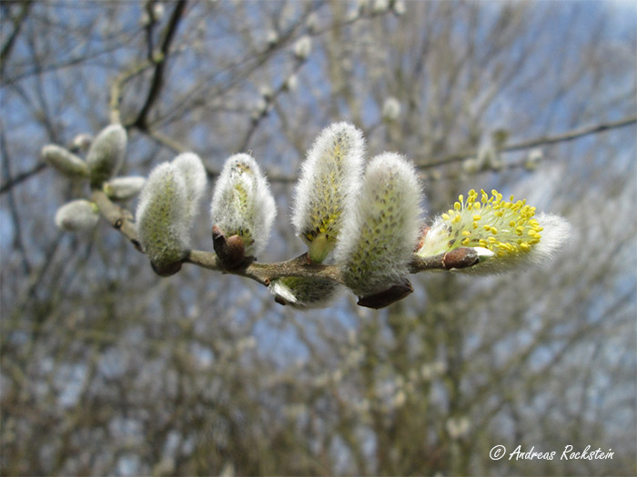 Etnobotánica de la Sierra de Baza: Sauce cabruno (Salix caprea)