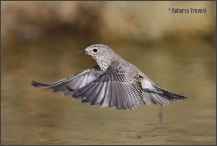 El vuelo de las aves IV (Provincia de Granada) - Papamoscas gris (Muscicapa striata subsp. striata)