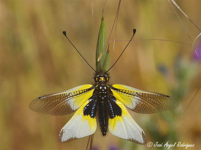 Curiosidades de la naturaleza: Así consiguen los insectos sobrevivir al invierno