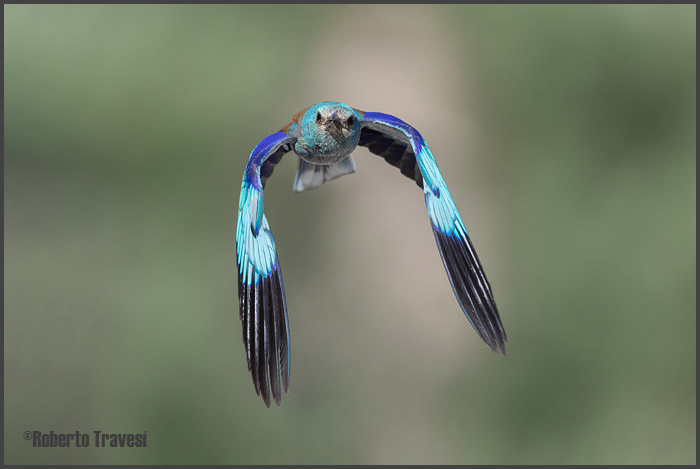 El vuelo de las aves IV (Provincia de Granada) - Carraca (Coracias garrulus)