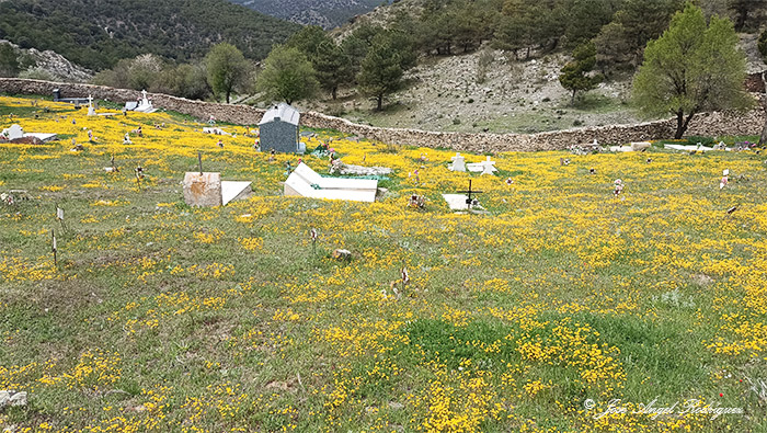 Primavera en el cementerio de la aldea de El Moro