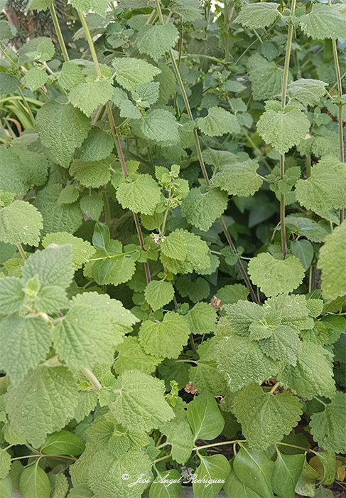 Etnobotánica de la Sierra de Baza: Marrubio bastardo (Ballota nigra) 