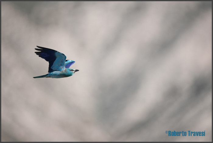 El vuelo de las aves IV (Provincia de Granada) - Carraca (Coracias garrulus)