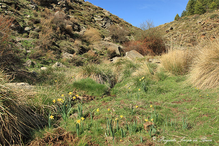 El Narciso nevadensis de la Sierra de Baza