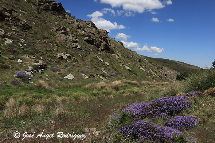 Fotografiando los piornos azules de la Sierra de Baza