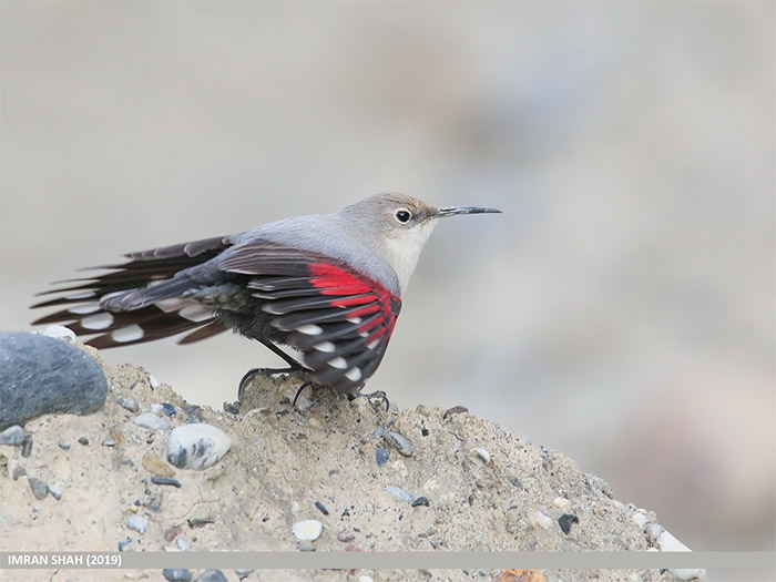 El treparriscos elegido “Ave del Año 2025” por la SEO/BirdLife