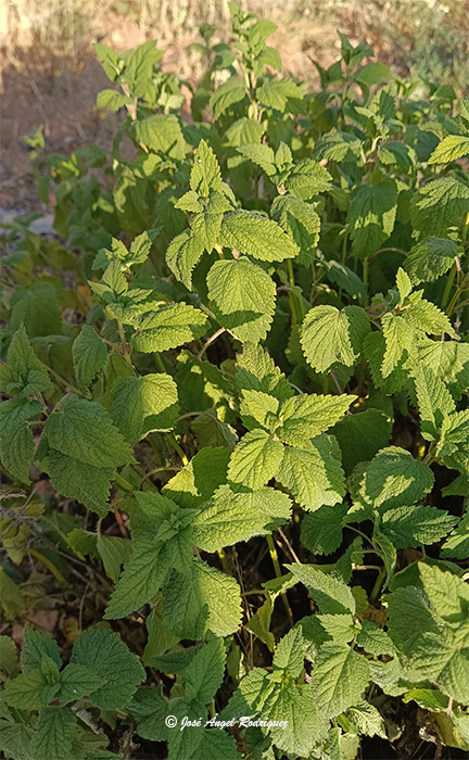 Etnobotánica de la Sierra de Baza: Melisa (Melissa officinalis)