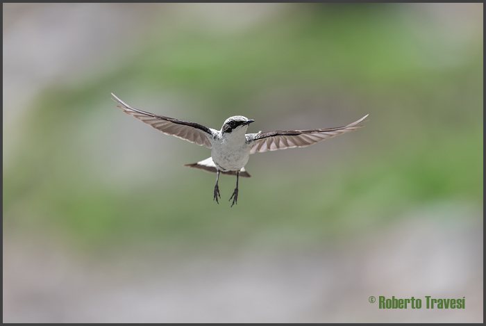 El vuelo de las aves IV (Provincia de Granada) - Collalba gris (Oenanthe oenanthe subsp. libanotica)