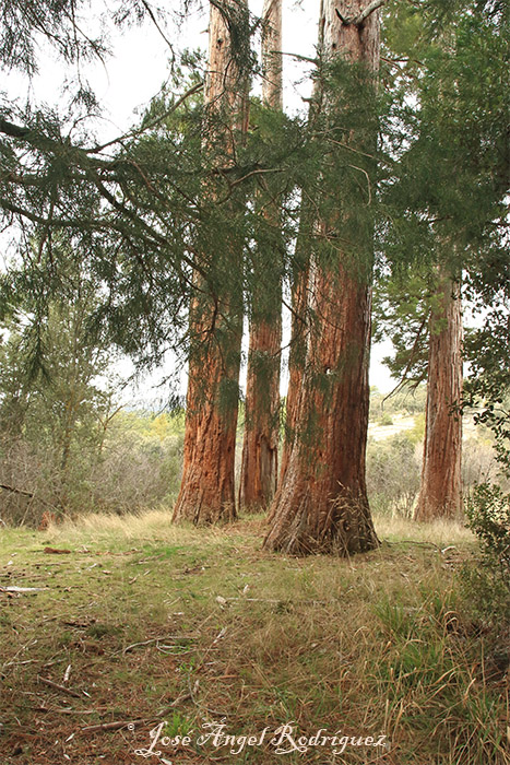 La Junta de Andalucía inicia los trámites para la aprobación del Plan de Ordenación de los Recursos Naturales de la Sierra de La Sagra