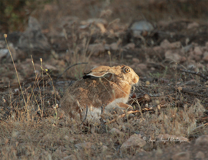 La preocupante disminución en las capturas de liebres alerta sobre la situación de esta especie y se adoptan medidas excepcionales en la temporada cinegética 2025/26 en Andalucía