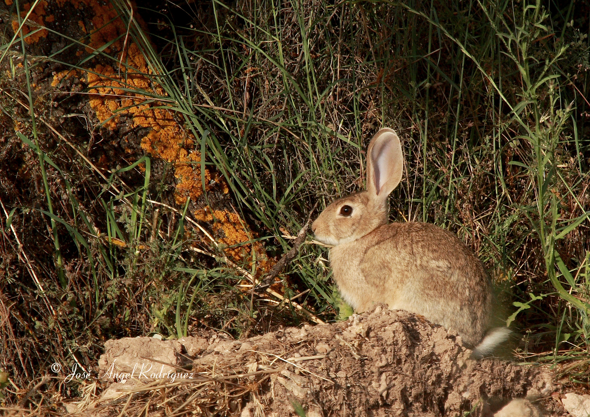 El conejo de monte, vital como presa de depredadores protegidos, cae un 17% en la Península Ibérica desde 2009