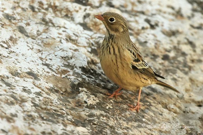 El escribano hortelano (Emberiza hortulana)