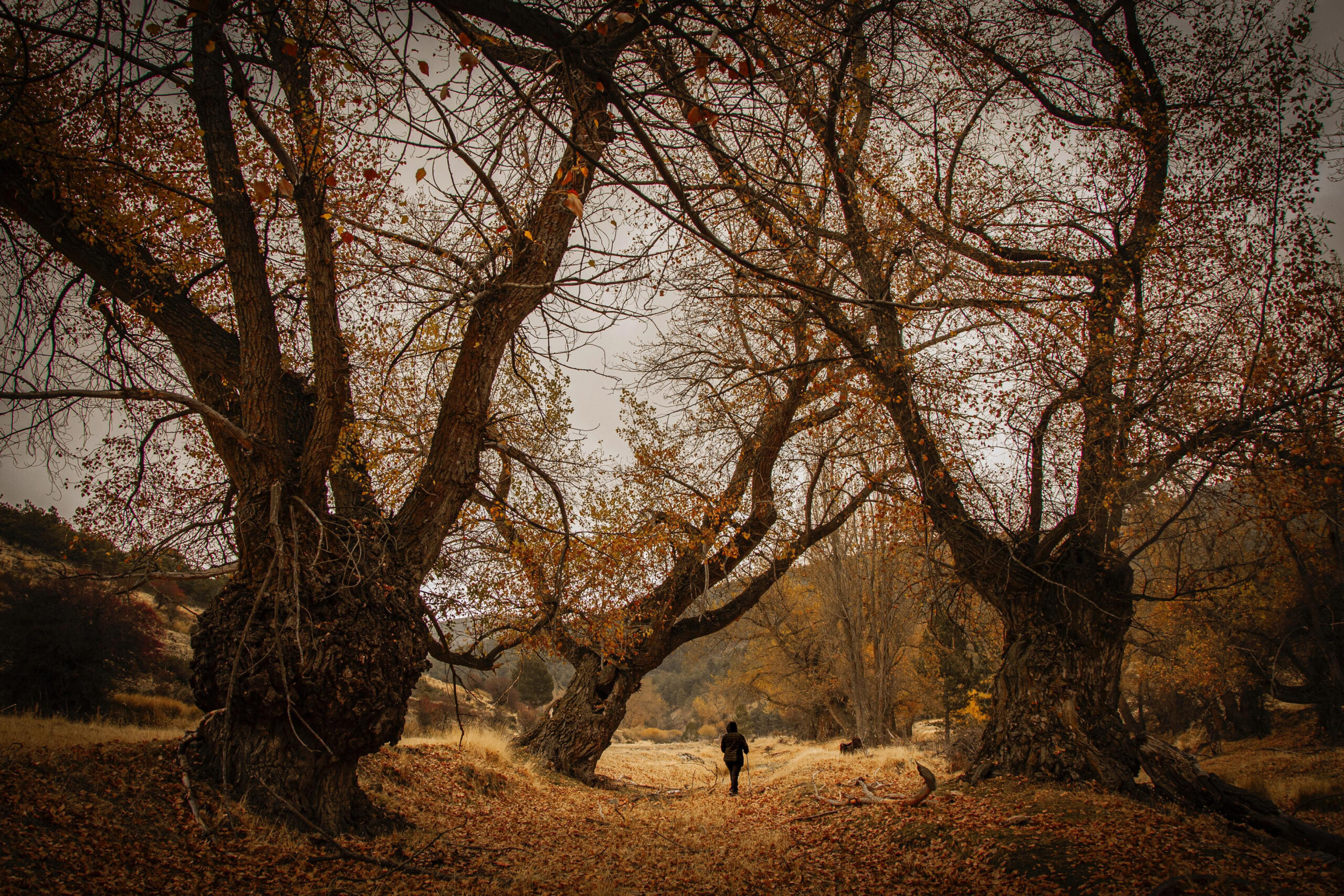 Una fotografía otoñal de Los Álamos Centenarios, en la Sierra de Baza, va a ser la foto de portada del Calendario-2026 de la Fundación Caja Rural de Granada