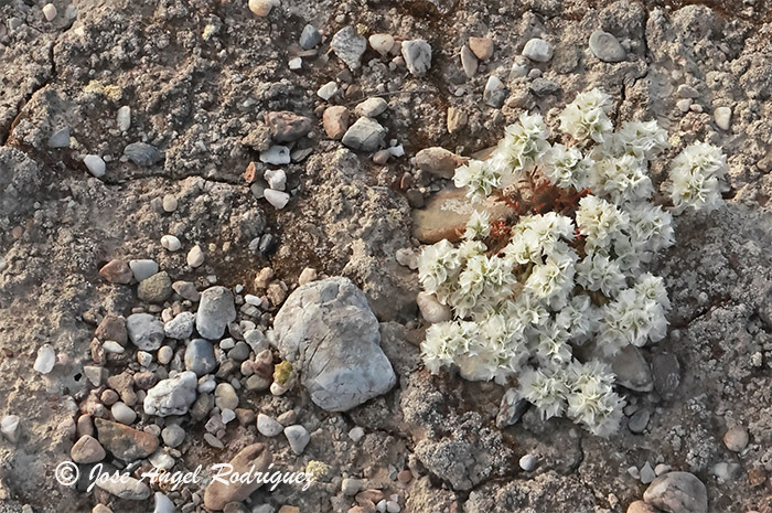 Etnobotánica de la Sierra de Baza: nevadilla (Paronychia capitata)