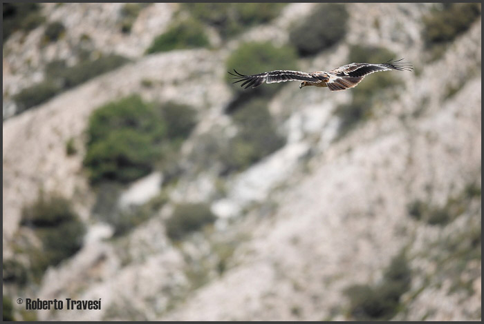 El vuelo de las aves V (Provincia de Granada) - Águila imperial ibérica (Aquila adalberti)