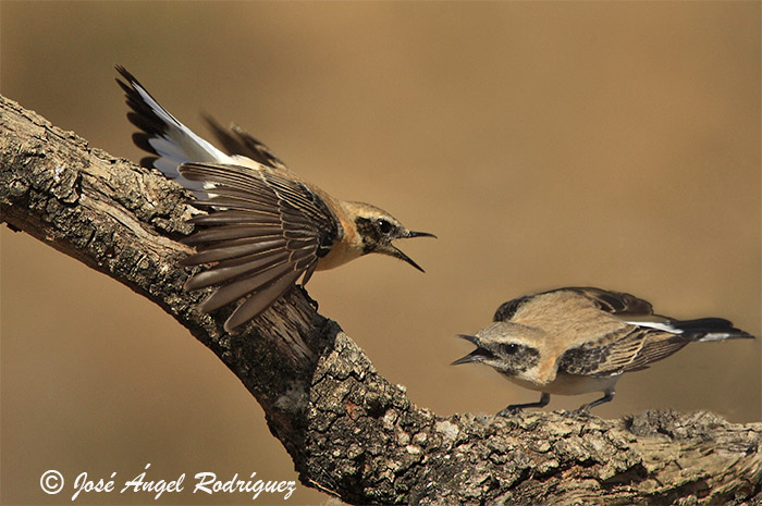 Caída generalizada de la presencia de aves agrarias en Europa